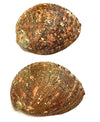 Abalone Shell - SAGE ON SUNDAYS